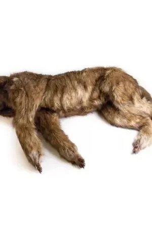 Achat Immédiat Chien "Rocky" – Mannequin de positionnement