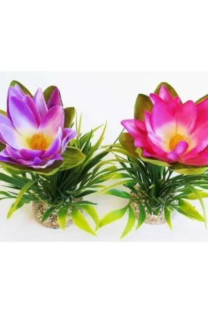 Vente Directe LOTUS FLOWER SYDECO
