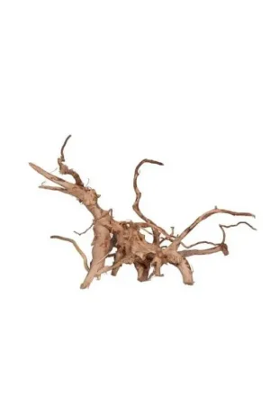 VIGNE RARE ROUGE L 30-50cm Authentique