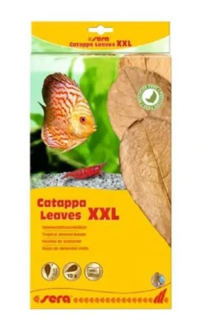 Sera Catappa Leaves Feuilles de badamier XXL - Destockage Prix Bas