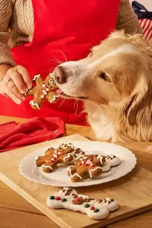 Biscuit trotteur de guirlandes pour chiens Pas Cher